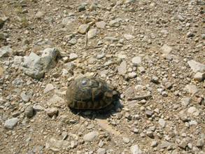 Corfu tortoise